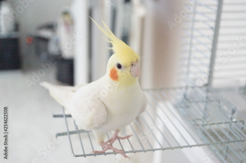 オカメインコ・ルチノー