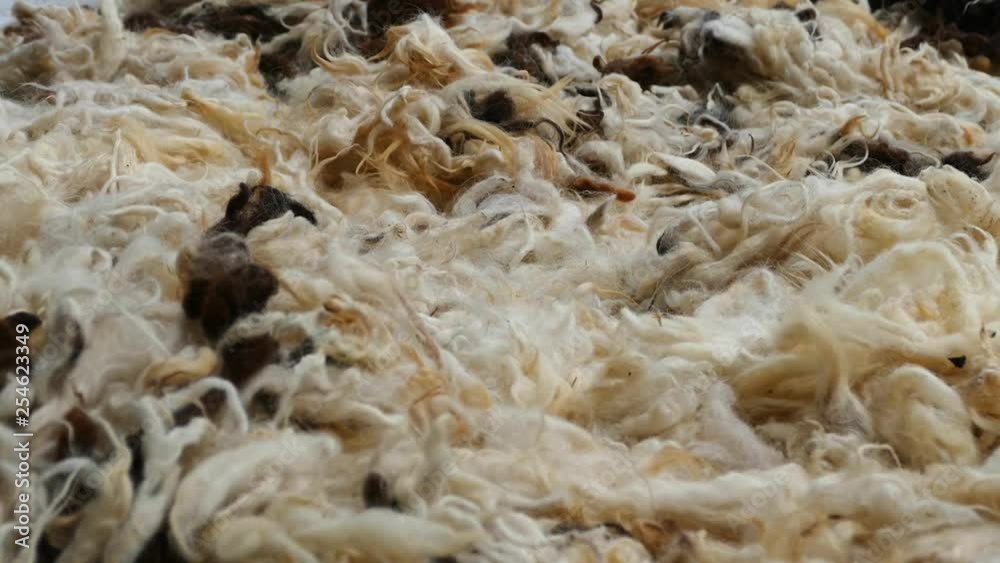 sheep wool, washed clean sheep wool, cushion and quilt for making sheep wool, sheep wool, washed clean sheep wool, cushion and quilt for making sheep wool,