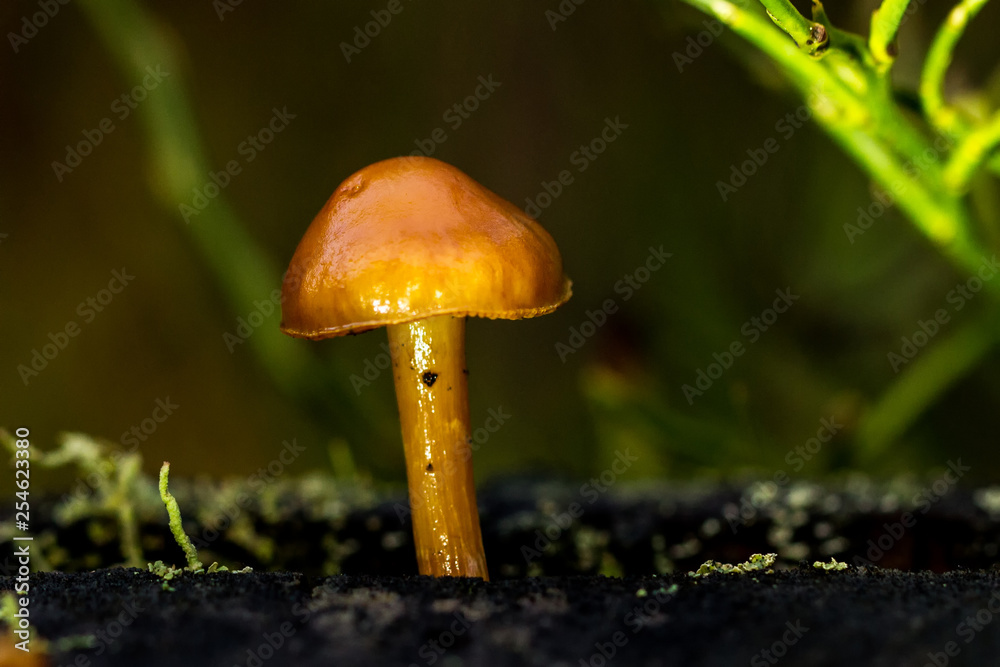 Pilze Pilze