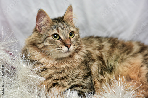 beautiful fluffy brown cat on a light background © Evdoha