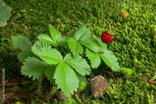 fragole di bosco (Fragaria vesca),primo piano pianta con frutti photo