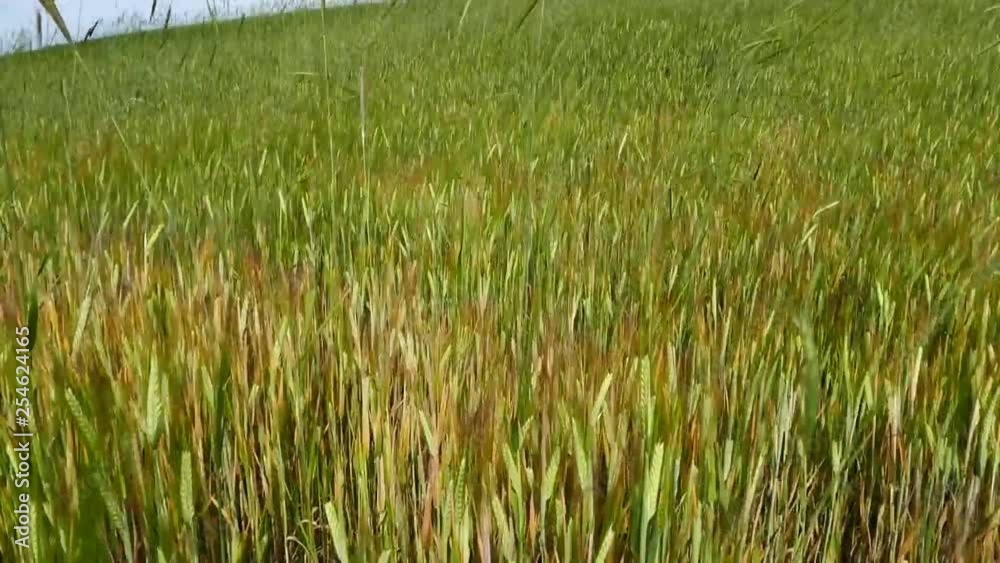 barley plant, barley in the field, barley plant that starts to mature, barley plant, barley in the field, barley plant that starts to mature,