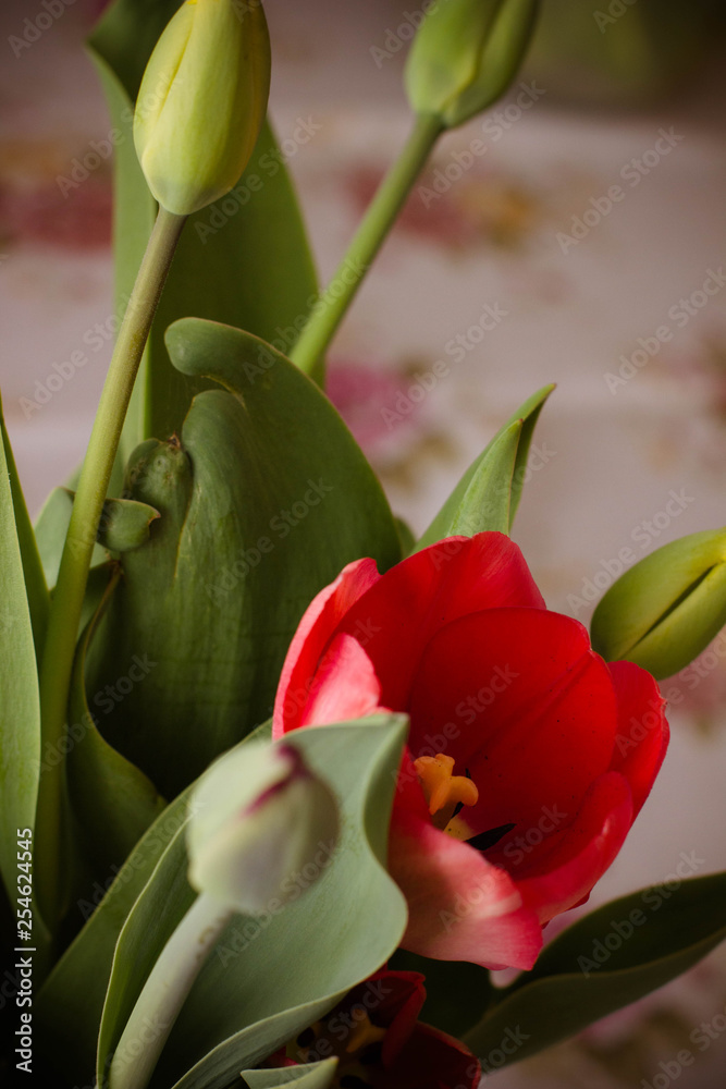 red tulips red tulips