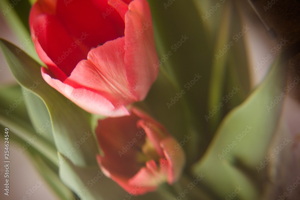Naklejka premium red tulips