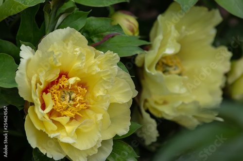 Peonies. Beautiful flowers in spring time.  Blooming flowers yellow peonies of soft focus in an orchard. Nature wallpaper backdrop. Toned image doesn   t in focus