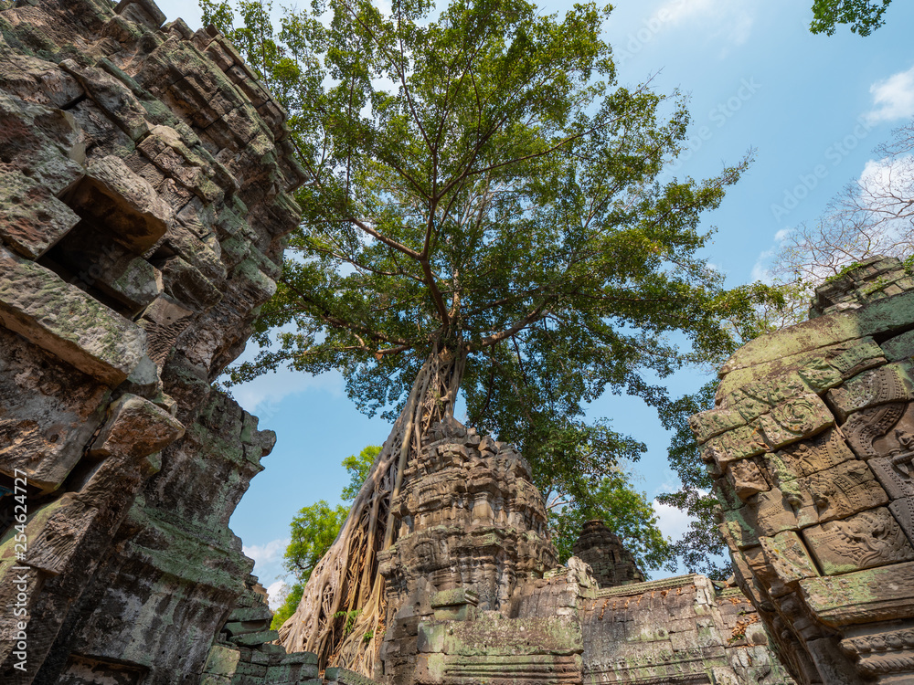 Ta Prohm Temple in Angkor, Cambodia