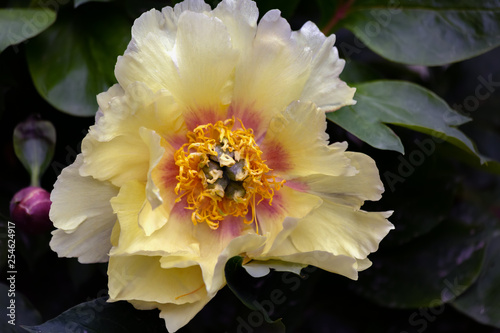 art photography of blooming peony on a dark background. Yellow flower in springtime. Blossoming peony for poster. Nature wallpaper blurry background. Image is not in focus.