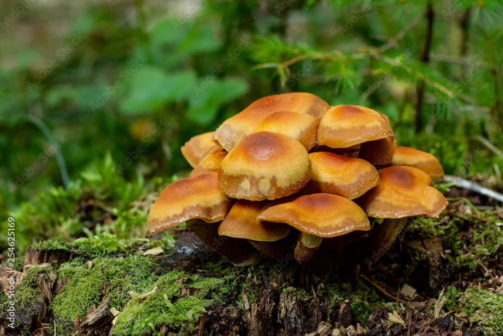 Pilze Pilze