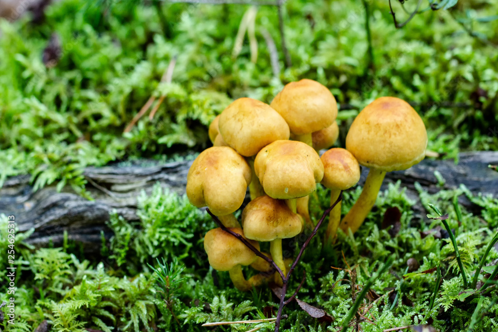 Pilze Pilze