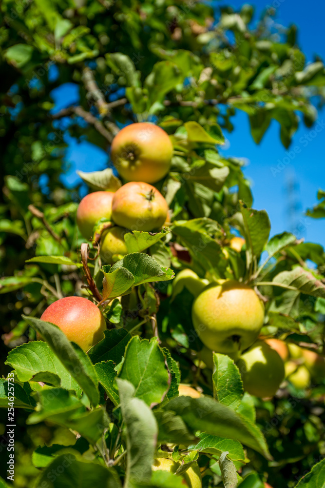 apples grows on a branch among the green foliage against a blue sky apples grows on a branch among the green foliage against a blue sky