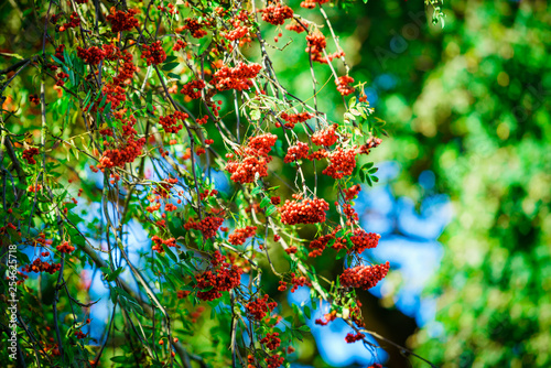 Rowan tree with berry against blue sky. Beautiful floral background of nature. Amazing nature photo