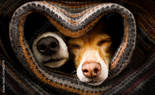 dogs under blanket together © Javier brosch