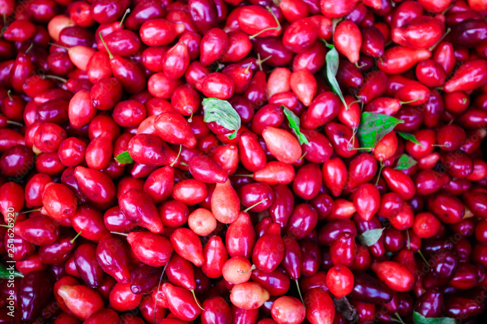 dogwood berry background. dogberry dogwood berry background. dogberry