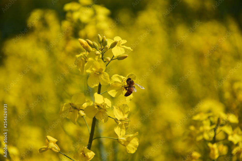 Bees are collecting pollen Bees are collecting pollen