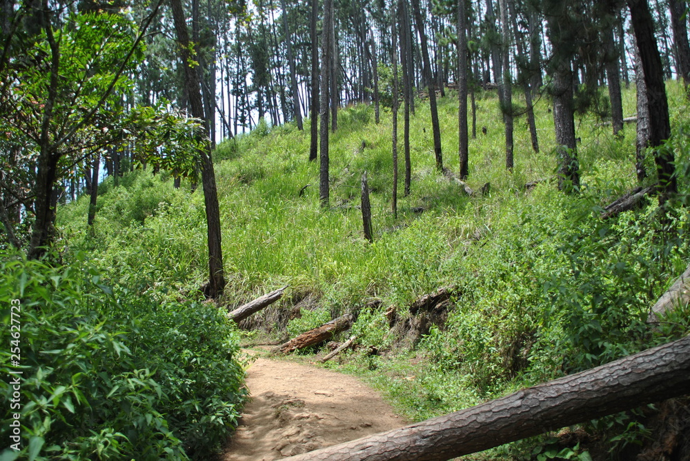 Ella forest in Sri Lanka Ella forest in Sri Lanka