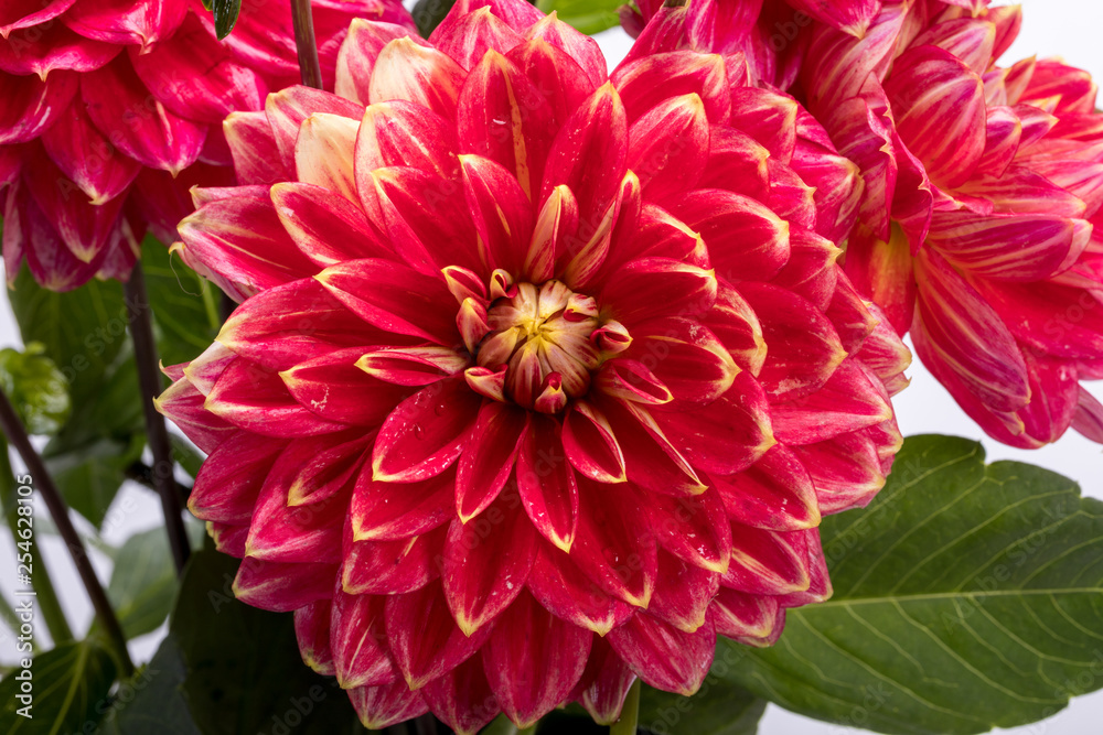 Red dahlia flower isolated on white background Red dahlia flower isolated on white background
