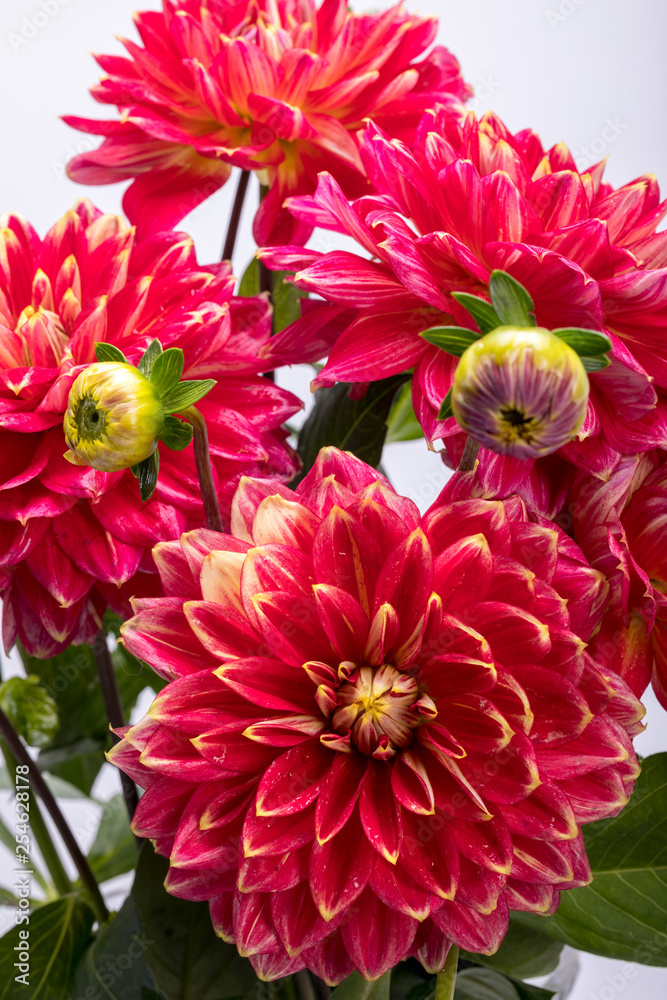 Red dahlia flower isolated on white background Red dahlia flower isolated on white background