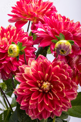 Red dahlia flower isolated on white background