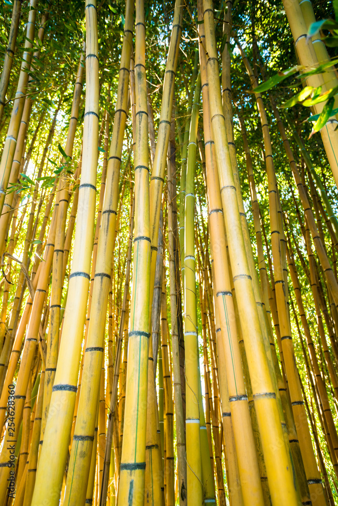 Fototapeta premium Bamboo forest. nature background
