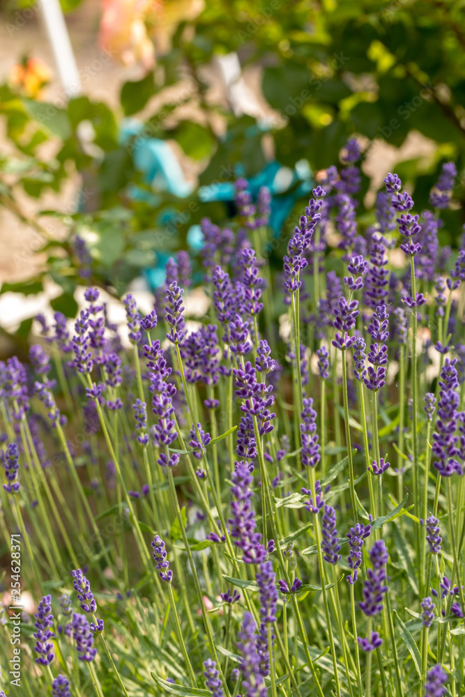 Obraz premium the blooming lavender flowers in Provence, near Sault, France