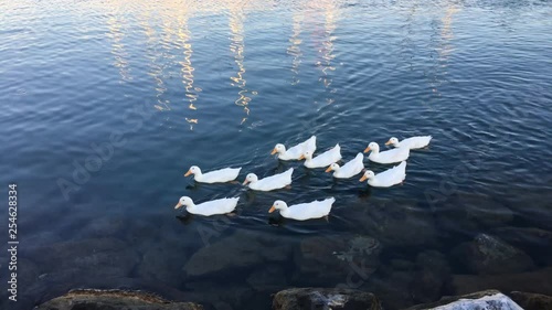 White ducks in the water.