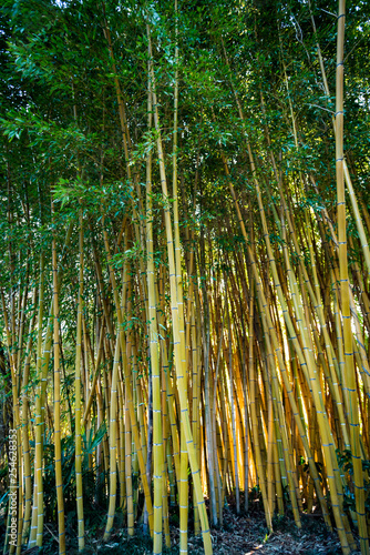 Bamboo forest.  nature background