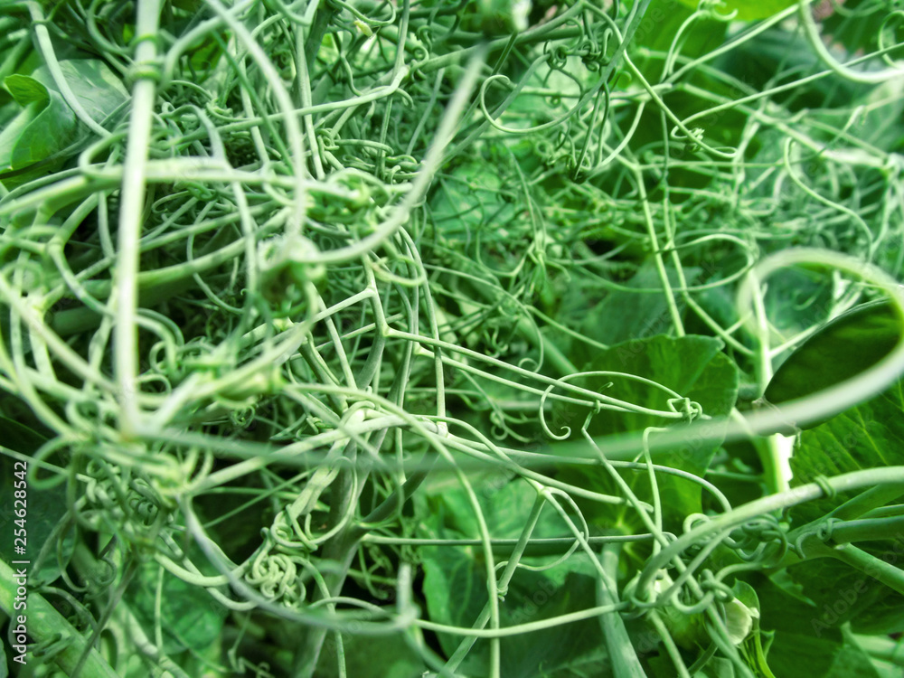 Intertwined tendrils and leaves of the Pisum sativum (garden pea plant). Natural floral abstract background of green curls of  stems of climbing peas