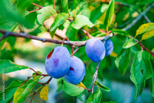 Plum tree with juicy fruits