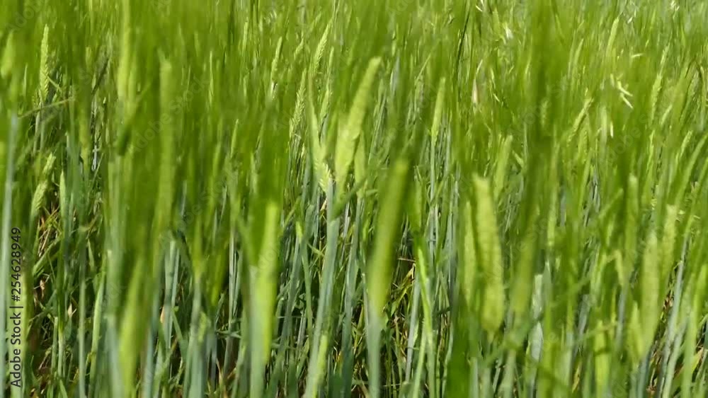 barley plant, barley in the field, barley plant that starts to mature, barley plant, barley in the field, barley plant that starts to mature,