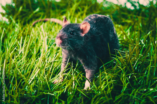 Rat looking of the cover © EwaStudio