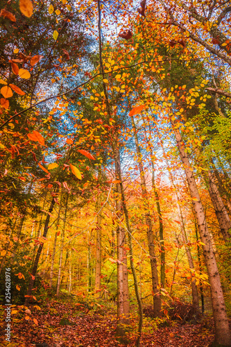 Beautiful orange and red autumn forest