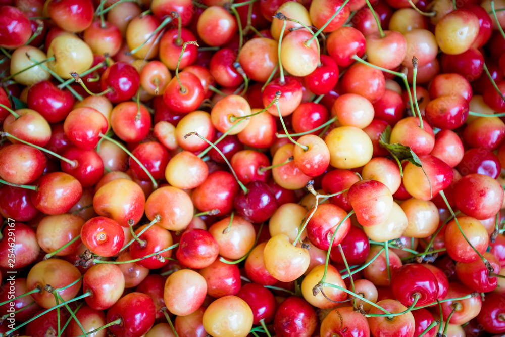 red cherry background. Red ripe delicious cherries