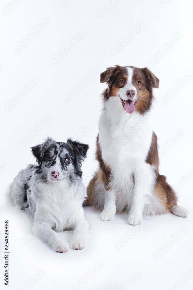 Two australian shepherds in front of white background
