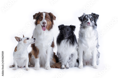 Four dogs on white background © absolutimages