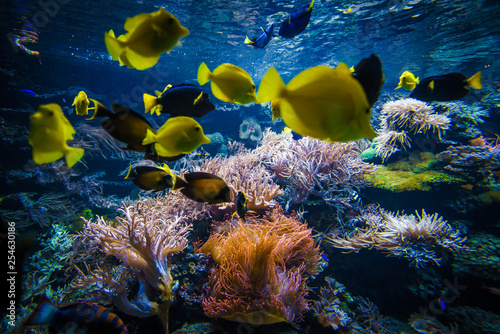 Fototapeta Naklejka Na Ścianę i Meble -  underwater coral reef landscape  with colorful fish