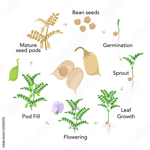 Chickpea plant growth stages infographic elements in flat design. Planting process of gram from seeds, sprout to ripe vegetable, plant life cycle isolated on white background vector stock illustration