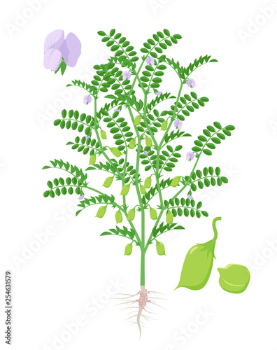 Chickpea plant vector illustration isolated on white background. Chickpeas and flowering and fruit-bearing plant with green pods and foliage and roots in flat design.