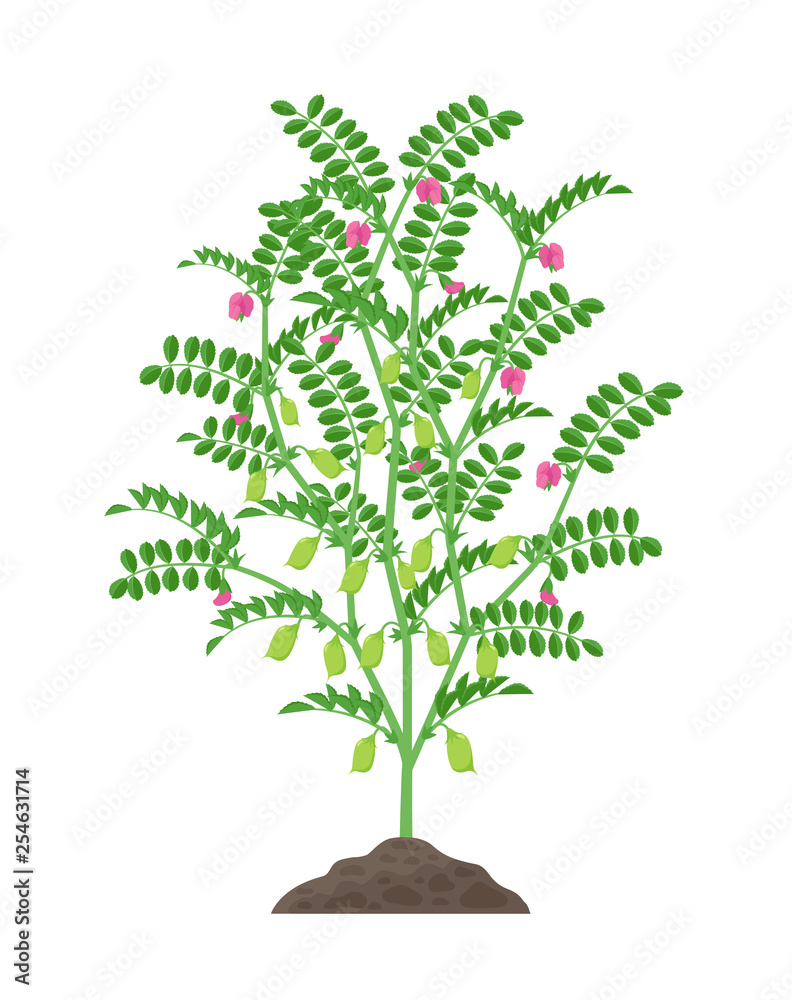 Fototapeta premium Chickpea plant vector illustration isolated on white background. Chickpea flowering and fruit-bearing plant with green pods and foliage growing in the soil botanical illustration in flat design.