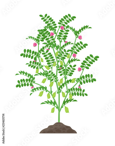 Chickpea plant vector illustration isolated on white background. Chickpea flowering and fruit-bearing plant with green pods and foliage growing in the soil botanical illustration in flat design.