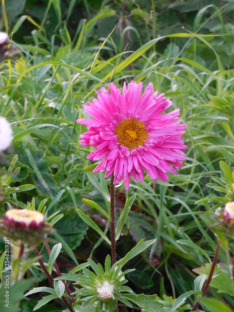 Fototapeta premium flowers in garden