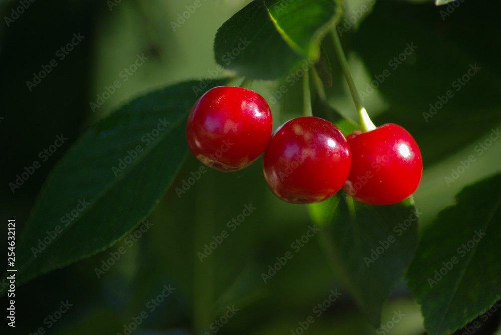 Obraz premium Wild Cherry