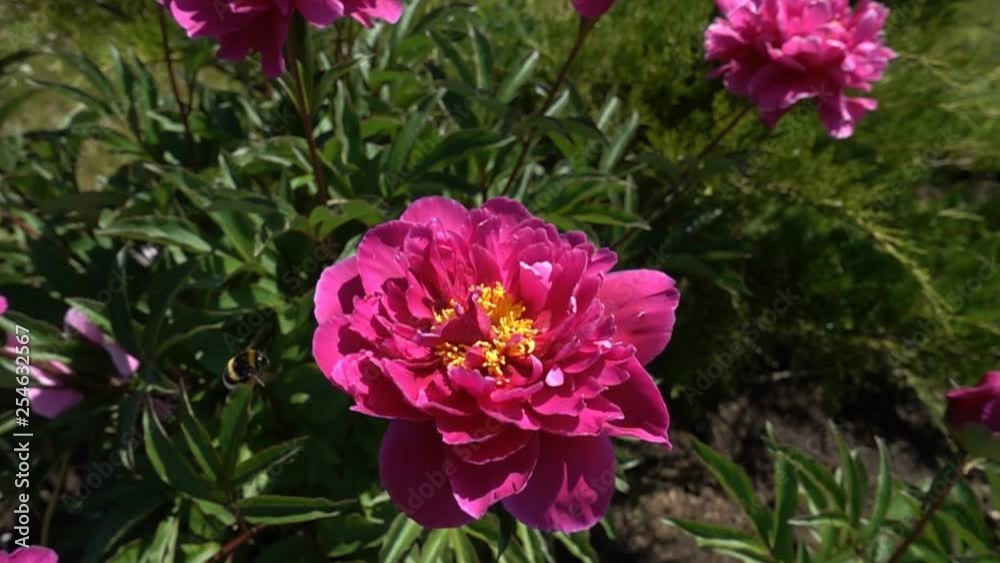 bee on flower bee on flower
