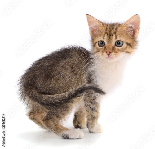 Fototapeta Naklejka Na Ścianę i Meble -  Small brown kitten.