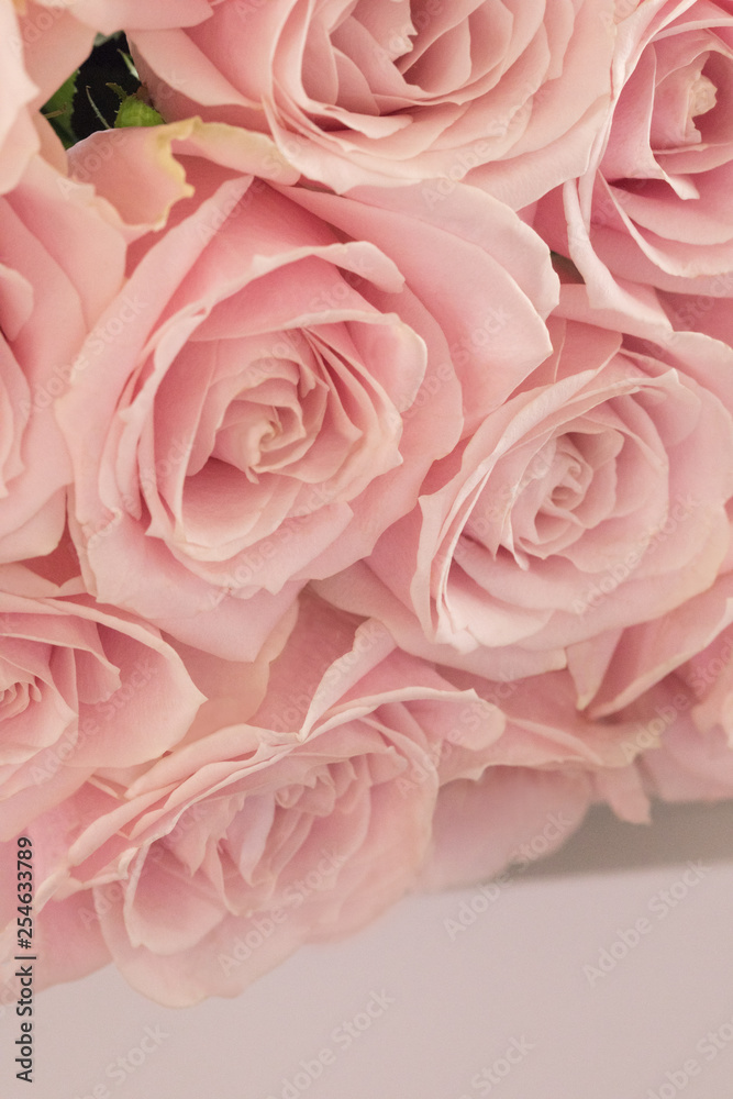 ピンクの薔薇背景素材 Stock 写真 Adobe Stock
