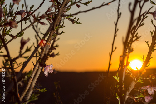 Fototapeta Naklejka Na Ścianę i Meble -  Almond trees in flower