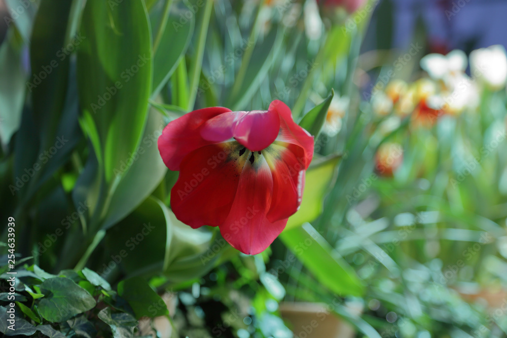 Obraz premium Colorful bright tulips blossom in early spring