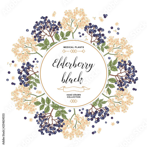 Hand drawn background with elderberry black. Elderberry or sambucus flowers and berries. Vector illustration.