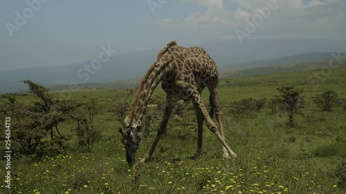 Giraffe eating grass on the hill of Ngorongoro ridge, Tanzania. photo