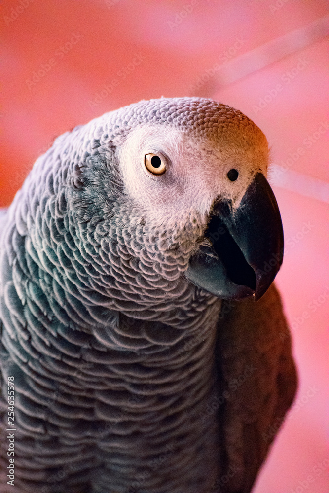 Naklejka premium Close-up portrait of a gray parrot in pink