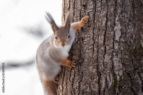 Squirrel tree in winter